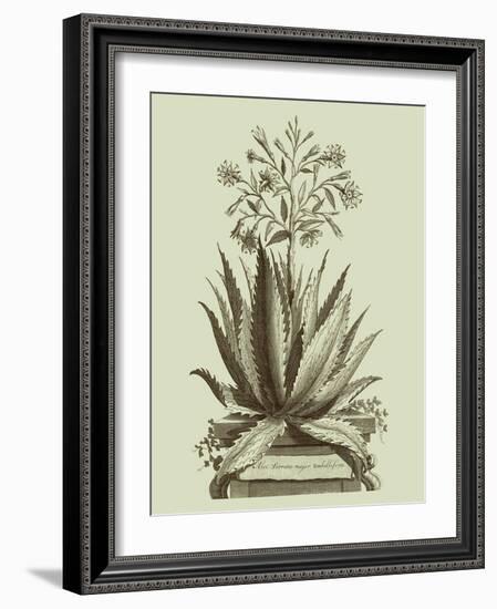 Vintage Aloe I-Abraham Munting-Framed Art Print