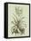 Vintage Aloe II-Abraham Munting-Framed Stretched Canvas