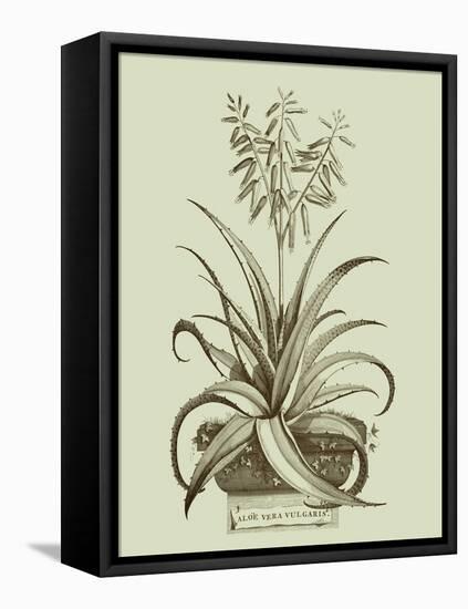 Vintage Aloe II-Abraham Munting-Framed Stretched Canvas