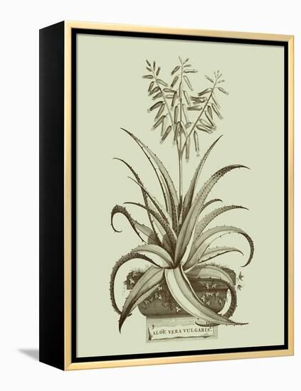 Vintage Aloe II-Abraham Munting-Framed Stretched Canvas