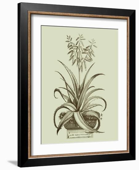 Vintage Aloe II-Abraham Munting-Framed Art Print