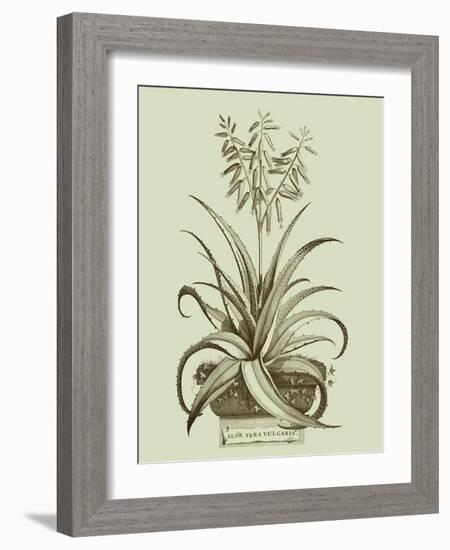 Vintage Aloe II-Abraham Munting-Framed Art Print