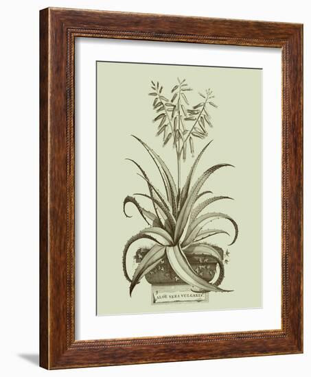 Vintage Aloe II-Abraham Munting-Framed Art Print