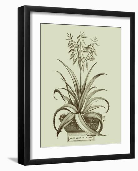 Vintage Aloe II-Abraham Munting-Framed Art Print