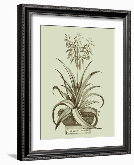 Vintage Aloe II-Abraham Munting-Framed Art Print