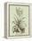 Vintage Aloe II-Abraham Munting-Framed Stretched Canvas