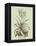 Vintage Aloe II-Abraham Munting-Framed Stretched Canvas