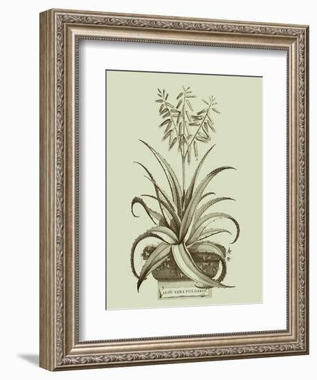 Vintage Aloe II-Abraham Munting-Framed Art Print