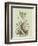 Vintage Aloe II-Abraham Munting-Framed Art Print