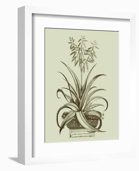 Vintage Aloe II-Abraham Munting-Framed Art Print