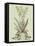 Vintage Aloe III-Abraham Munting-Framed Stretched Canvas