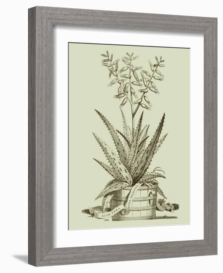 Vintage Aloe III-Abraham Munting-Framed Art Print