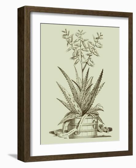 Vintage Aloe III-Abraham Munting-Framed Art Print