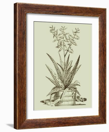 Vintage Aloe III-Abraham Munting-Framed Art Print