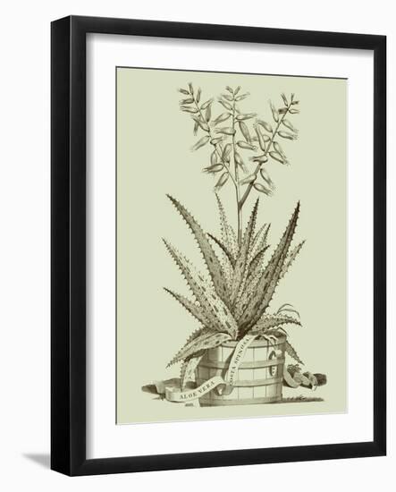Vintage Aloe III-Abraham Munting-Framed Art Print