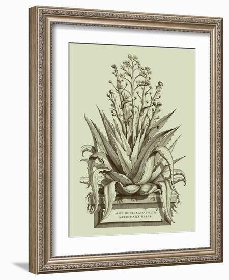 Vintage Aloe IV-Abraham Munting-Framed Art Print