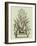 Vintage Aloe IV-Abraham Munting-Framed Art Print