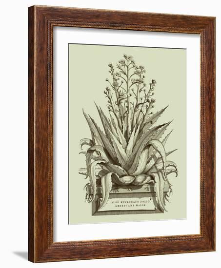 Vintage Aloe IV-Abraham Munting-Framed Art Print