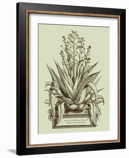 Vintage Aloe IV-Abraham Munting-Framed Art Print