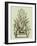 Vintage Aloe IV-Abraham Munting-Framed Art Print