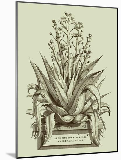 Vintage Aloe IV-Abraham Munting-Mounted Art Print