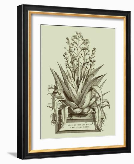 Vintage Aloe IV-Abraham Munting-Framed Art Print