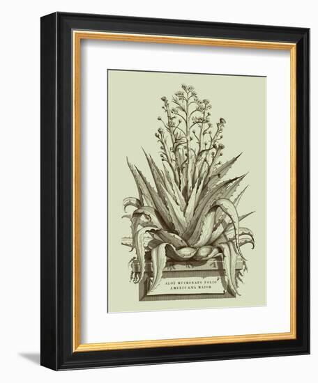 Vintage Aloe IV-Abraham Munting-Framed Art Print