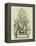 Vintage Aloe IV-Abraham Munting-Framed Stretched Canvas