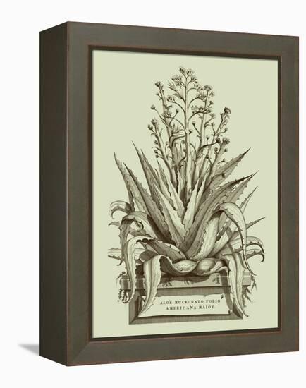 Vintage Aloe IV-Abraham Munting-Framed Stretched Canvas