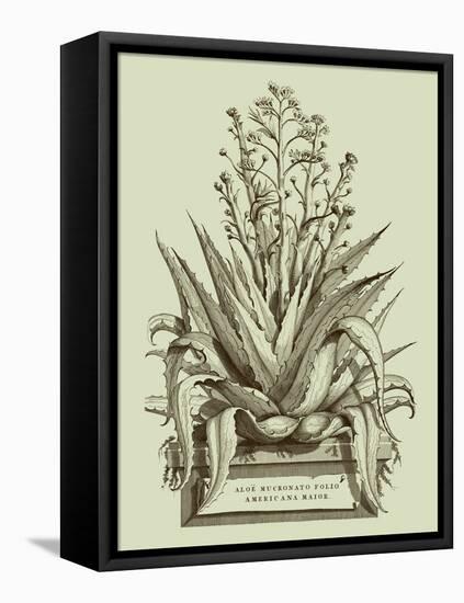 Vintage Aloe IV-Abraham Munting-Framed Stretched Canvas