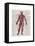 Vintage Anatomy Book-Christopher James-Framed Stretched Canvas