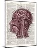 Vintage Anatomy Brain-Christopher James-Mounted Art Print