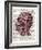 Vintage Anatomy Brain-Christopher James-Framed Art Print