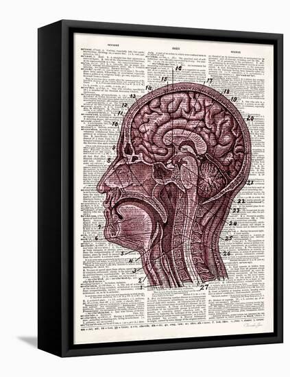 Vintage Anatomy Brain-Christopher James-Framed Stretched Canvas