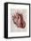 Vintage Anatomy Heart-Christopher James-Framed Stretched Canvas