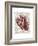 Vintage Anatomy Heart-Christopher James-Framed Premium Giclee Print