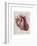 Vintage Anatomy Heart-Christopher James-Framed Premium Giclee Print