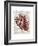 Vintage Anatomy Heart-Christopher James-Framed Premium Giclee Print