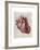 Vintage Anatomy Heart-Christopher James-Framed Premium Giclee Print