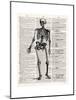 Vintage Anatomy Skeleton-Christopher James-Mounted Premium Giclee Print