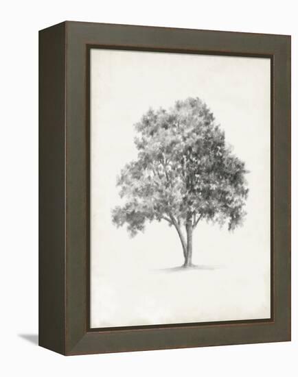 Vintage Arbor Study I-Ethan Harper-Framed Stretched Canvas