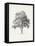 Vintage Arbor Study I-Ethan Harper-Framed Stretched Canvas