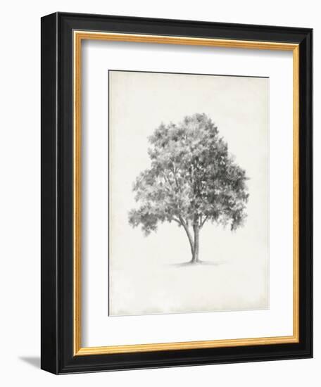 Vintage Arbor Study I-Ethan Harper-Framed Premium Giclee Print