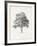 Vintage Arbor Study I-Ethan Harper-Framed Art Print