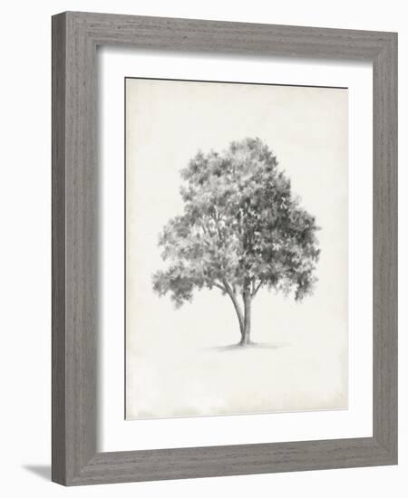 Vintage Arbor Study I-Ethan Harper-Framed Art Print