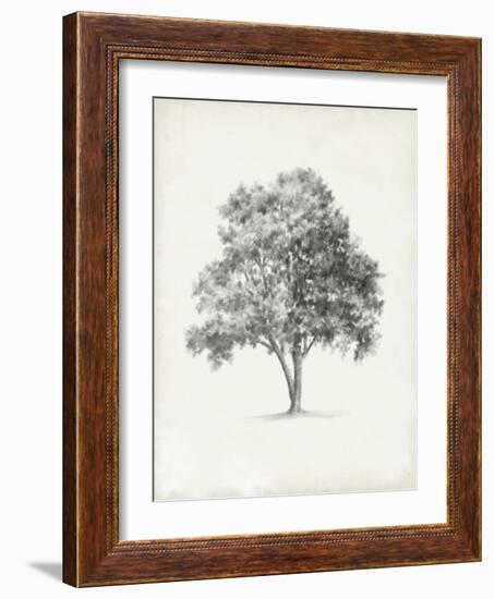 Vintage Arbor Study I-Ethan Harper-Framed Art Print