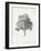 Vintage Arbor Study I-Ethan Harper-Framed Art Print