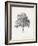 Vintage Arbor Study I-Ethan Harper-Framed Art Print