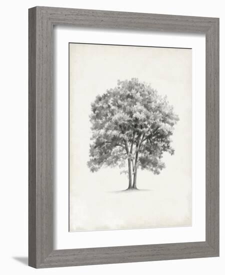 Vintage Arbor Study II-Ethan Harper-Framed Art Print