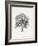 Vintage Arbor Study II-Ethan Harper-Framed Art Print